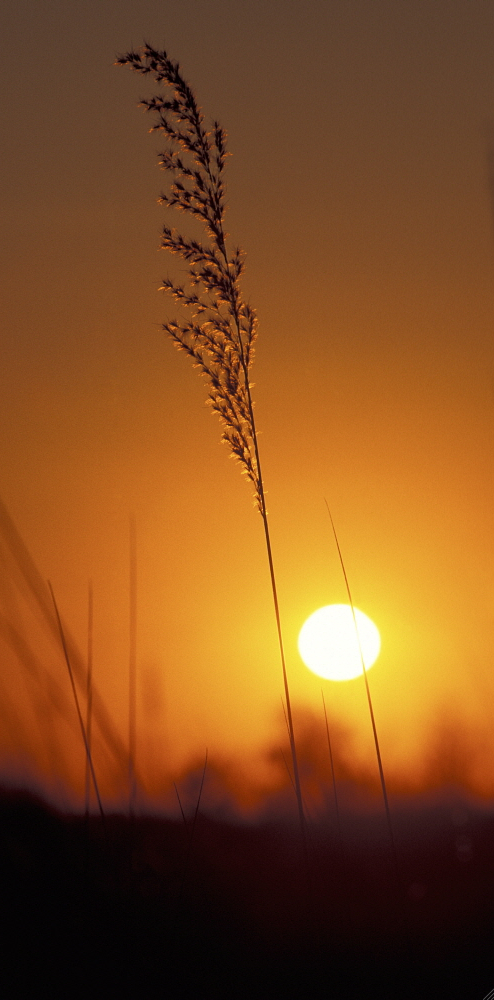 BOTSWANA: Sunrise at Xakanaxa, on the Okavango Delta. Pietro Cenini / Panos
